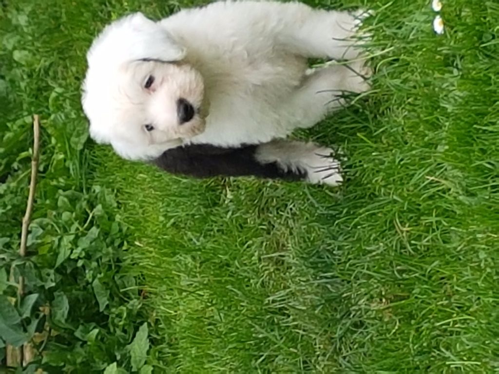 du clos des marais - Chiots disponibles - Bobtail